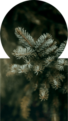 Восполнение лесного массива